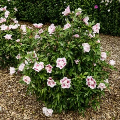 Hibiscus Syriacus Starburst Chiffon 15 Hibiscus Syriacus Starburst Chiffon -Garden Centre Store 510578 6