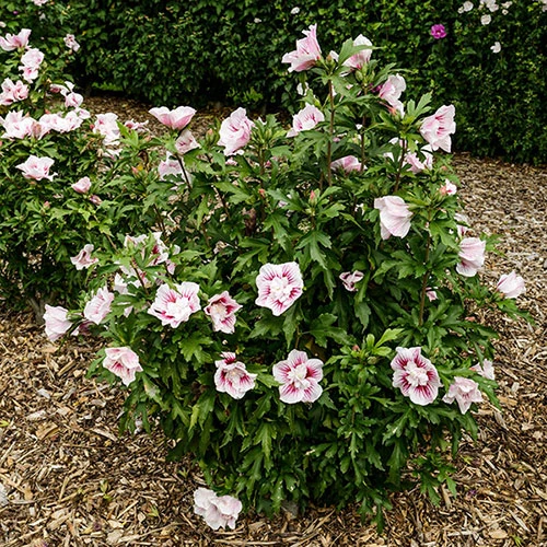 Hibiscus Syriacus Starburst Chiffon 7 Hibiscus Syriacus Starburst Chiffon - Image 7
