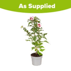 Hibiscus Syriacus Starburst Chiffon 17 Hibiscus Syriacus Starburst Chiffon -Garden Centre Store 510578 8