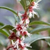Sarcococca Hookeriana 'Winter Gem'