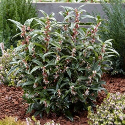 Sarcococca Hookeriana 'Winter Gem' -Garden Centre Store 510579 2