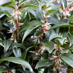 Sarcococca Hookeriana 'Winter Gem' -Garden Centre Store 510579 4