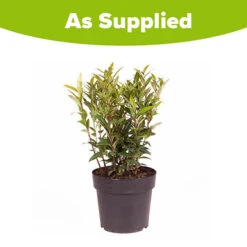 Sarcococca Hookeriana 'Winter Gem' -Garden Centre Store 510579 5