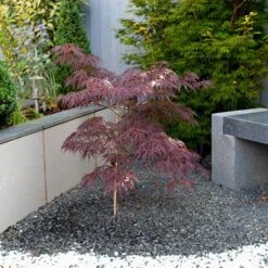 Acer Palmatum 'Inaba-shidare' Standard -Garden Centre Store 510600 2