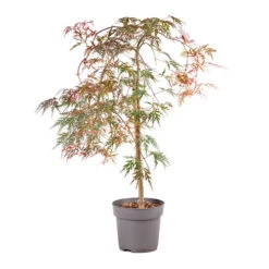 Acer Palmatum 'Inaba-shidare' Standard -Garden Centre Store 510600 3