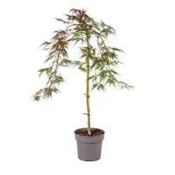 Acer Palmatum 'Inaba-shidare' Standard -Garden Centre Store 510600 4