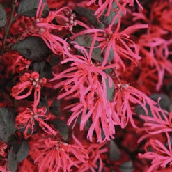 Loropetalum 'Black Pearl' -Garden Centre Store 510604 2