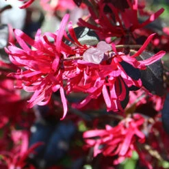 Loropetalum 'Black Pearl' -Garden Centre Store 510604 3