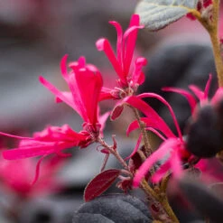 Loropetalum 'Black Pearl' -Garden Centre Store 510604 4