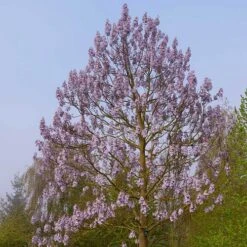 Paulownia Fortunei Fast Blue (R) 'Minfast'