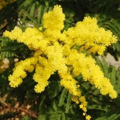 Flowering Mimosa Bush -Garden Centre Store 510634 2