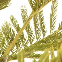 Flowering Mimosa Bush -Garden Centre Store 510634 3