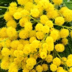 Flowering Mimosa Bush -Garden Centre Store 510634 4