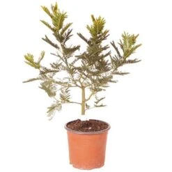 Flowering Mimosa Bush -Garden Centre Store 510634 5