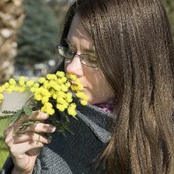 Flowering Mimosa Bush -Garden Centre Store 510634 6