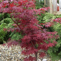 Acer Palmatum 'Atropurpureum' Japanese Maple -Garden Centre Store 510649 2