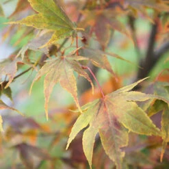 Acer Palmatum 'Katsura' -Garden Centre Store 510650 2