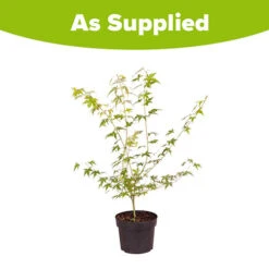 Acer Palmatum 'Katsura' -Garden Centre Store 510650 3