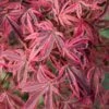 Acer Palmatum 'Shirazz'
