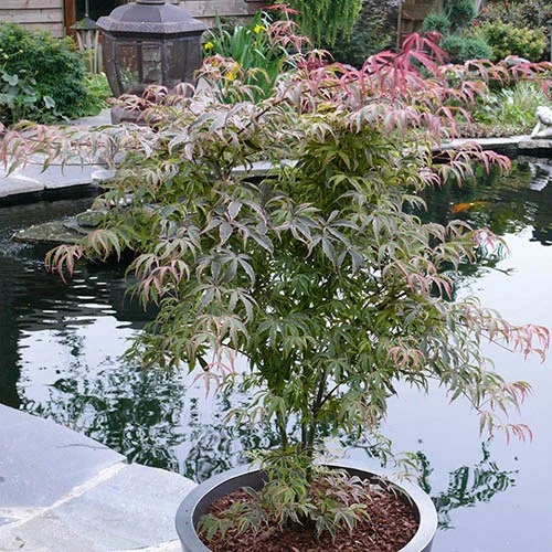 Acer Palmatum 'Shirazz' 2 Acer Palmatum 'Shirazz' - Image 2