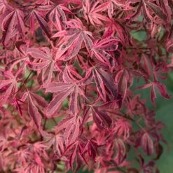 Acer Palmatum 'Shirazz' 10 Acer Palmatum 'Shirazz' -Garden Centre Store 510686 2