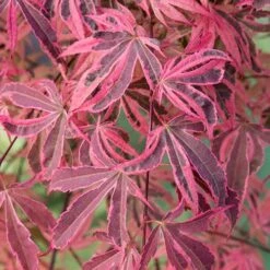 Acer Palmatum 'Shirazz' 12 Acer Palmatum 'Shirazz' -Garden Centre Store 510686 4