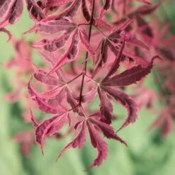 Acer Palmatum 'Shirazz' 13 Acer Palmatum 'Shirazz' -Garden Centre Store 510686 5