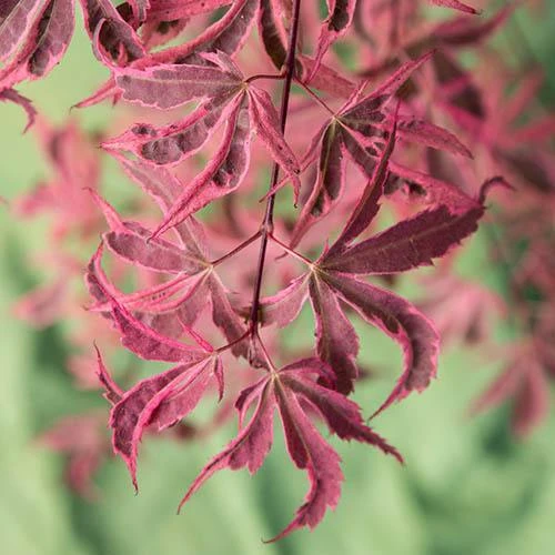 Acer Palmatum 'Shirazz' 6 Acer Palmatum 'Shirazz' - Image 6