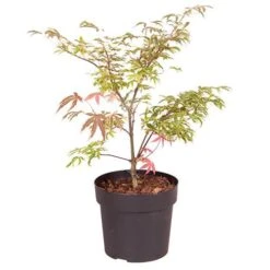 Acer Palmatum 'Shirazz' 15 Acer Palmatum 'Shirazz' -Garden Centre Store 510686 7