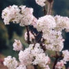 Viburnum Bodnantense 'Charles Lamont'