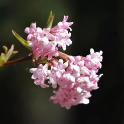 Viburnum Bodnantense 'Charles Lamont' -Garden Centre Store 510709 2