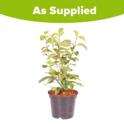 Viburnum Bodnantense 'Charles Lamont' -Garden Centre Store 510709 3