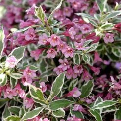 Weigela Florida 'Monet'