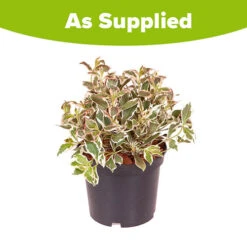 Weigela Florida 'Monet' 5 Weigela Florida 'Monet' -Garden Centre Store 510710 2