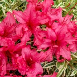 Rhododendron 'Bollywood' 15 Rhododendron 'Bollywood' -Garden Centre Store 510717 6