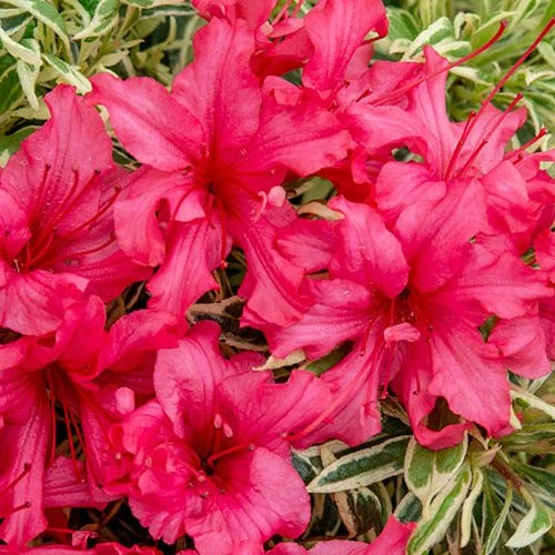 Rhododendron 'Bollywood' 7 Rhododendron 'Bollywood' - Image 7