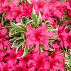 Rhododendron 'Bollywood' 16 Rhododendron 'Bollywood' -Garden Centre Store 510717 7