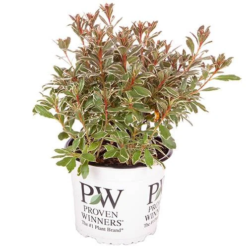 Rhododendron 'Bollywood' 9 Rhododendron 'Bollywood' - Image 9