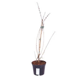 White Forsythia Abeliophyllum Distichum 8 White Forsythia Abeliophyllum Distichum -Garden Centre Store 510720 3