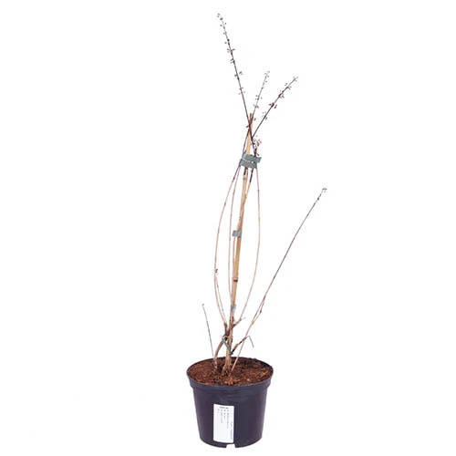 White Forsythia Abeliophyllum Distichum 4 White Forsythia Abeliophyllum Distichum - Image 4