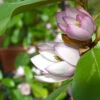 Magnolia 'Fairy Blush'
