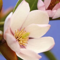 Magnolia 'Fairy Blush' -Garden Centre Store 510733 5