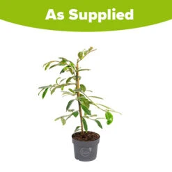 Magnolia 'Fairy Blush' -Garden Centre Store 510733 6