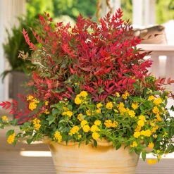 Nandina 'Obsessed' - Sacred Bamboo -Garden Centre Store 510759 2