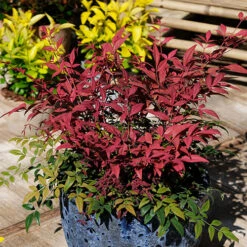 Nandina 'Obsessed' - Sacred Bamboo -Garden Centre Store 510759 3