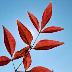 Nandina 'Obsessed' - Sacred Bamboo -Garden Centre Store 510759 4