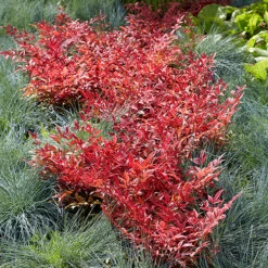 Nandina 'Obsessed' - Sacred Bamboo -Garden Centre Store 510759 5