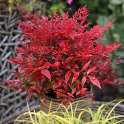 Nandina 'Obsessed' - Sacred Bamboo -Garden Centre Store 510759 6