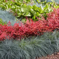 Nandina 'Obsessed' - Sacred Bamboo -Garden Centre Store 510759 7