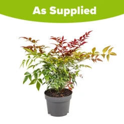 Nandina 'Obsessed' - Sacred Bamboo -Garden Centre Store 510759 8